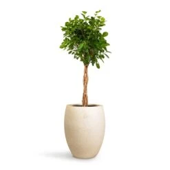 Grigio Tall Balloon Planter - Antique White Concrete -HousePlants Shop Ficus Moclame Indian Laurel Twisted Stem 23x110cm Grigio Tall Balloon Planter Antique White Concrete 40x50cm