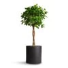 Ficus Moclame - Indian Laurel - Twisted Stem -HousePlants Shop Ficus Moclame Indian Laurel Twisted Stem 23x110cm Max Refined Planter Volcano Black 29x29.5cm