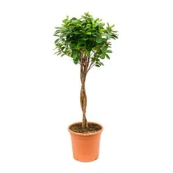 Ficus Moclame - Indian Laurel - Twisted Stem -HousePlants Shop Ficus Moclame Indian Laurel Twisted Stem 26x95cm