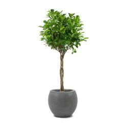 Ficus Moclame - Indian Laurel - Twisted Stem -HousePlants Shop Ficus Moclame Indian Laurel Twisted Stem Abby Ball Plant Pot Ridged Dark Grey