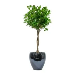 Ficus Moclame - Indian Laurel - Twisted Stem -HousePlants Shop Ficus Moclame Indian Laurel Twisted Stem Amora Plant Pot Anthracite Mirror