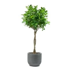 Ficus Moclame - Indian Laurel - Twisted Stem -HousePlants Shop Ficus Moclame Indian Laurel Twisted Stem Dice Plant Pot Ridged Dark Grey