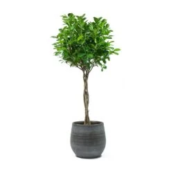 Ficus Moclame - Indian Laurel - Twisted Stem -HousePlants Shop Ficus Moclame Indian Laurel Twisted Stem Esra Mystic Grey Plant Pot
