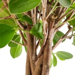 Ficus Moclame - Indian Laurel - Twisted Stem -HousePlants Shop Ficus Moclame Indian Laurel Twisted Stem SWACH 2