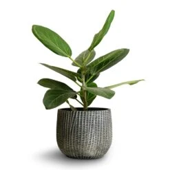 Ficus Benghalensis Audrey - Bengal Fig -HousePlants Shop Ficus benghalensis Audrey Bengal Fig 14x35cm Feico Plant Pot Metal Black 19x14cm 0ab7e8e4 7226 4ed0 8aa2 7ce399891eb8