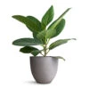 Ficus Benghalensis Audrey - Bengal Fig -HousePlants Shop Ficus benghalensis Audrey Bengal Fig 14x45cm Coral Refined Planter Clouded Grey 18x15cm c741c4ce 2757 4d29 ac1c b09ffd3723a4