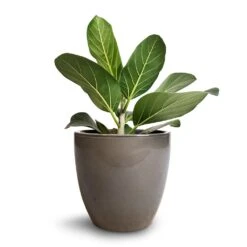 Ficus Benghalensis Audrey - Bengal Fig -HousePlants Shop Ficus benghalensis Audrey Bengal Fig 17x50cm Sven Plant Pot Smoke 20x19cm 520eab9b df2f 4089 939f 86a79f961051