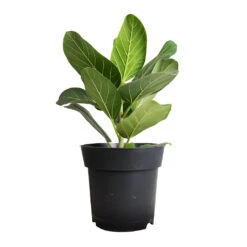 Ficus Benghalensis Audrey - Bengal Fig -HousePlants Shop Ficus benghalensis Audrey Bengal Fig 17x60cm df3f004e 36e3 4b01 8325 07c5c79965bd