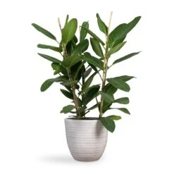 Angle Couple Plant Pot - White -HousePlants Shop Ficus benghalensis Audrey Bengal Fig 24x100cm Angle Couple Plant Pot White 30x28cm f4747d13 e617 47c7 bd19 1c194fd65e00