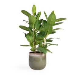 Tarra Plant Pot - Forest -HousePlants Shop Ficus benghalensis Audrey Bengal Fig 24x100cm Tarra Plant Pot Forest 29x25cm