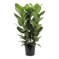 Ficus Benghalensis Audrey - Bengal Fig -HousePlants Shop Ficus benghalensis Audrey Bengal Fig 27cm