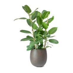 Grigio Balloon Plant Pot - Rusty Iron Concrete -HousePlants Shop Ficus benghalensis Audrey Bengal Fig Balloon Planter Concrete Rusty Iron 1fc2ea76 af6f 42cf 96fe 0d86347e283f