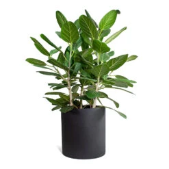 Max Refined Planter - Volcano Black -HousePlants Shop Ficus benghalensis Audrey Bengal Fig Max Refined Planter Volcano Black STL