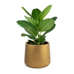 Ficus Benghalensis Audrey - Bengal Fig -HousePlants Shop Ficus benghalensis Audrey Bengal Fig Patt Plant Pot Metallic Copper