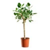 Ficus Benghalensis Audrey - Bengal Fig - Straight Stem -HousePlants Shop Ficus benghalensis Audrey Bengal Fig Straight Stem 30x140cm