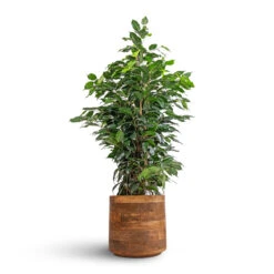 Helle Plant Pot - Natural 29 Helle Plant Pot - Natural -HousePlants Shop Ficus benjamina Danielle Weeping Fig Branched 21x90cm Helle Plant Pot Natural 26x25cm