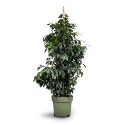 Ficus Benjamina Danielle - Weeping Fig - Branched -HousePlants Shop Ficus benjamina Danielle Weeping Fig Branched 27x130cm healed