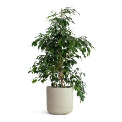 Ficus Benjamina Danielle - Weeping Fig - Branched -HousePlants Shop Ficus benjamina Danielle Weeping Fig Branched Charlie Plant Pot Grey Washed