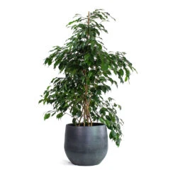 Ficus Benjamina Danielle - Weeping Fig - Branched -HousePlants Shop Ficus benjamina Danielle Weeping Fig Branched Esra Plant Pot Graphite