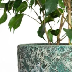 Lava Couple Relic Planter - Jade -HousePlants Shop Ficus benjamina Danielle Weeping Fig Branched Lava Couple Relic Planter Jade Close Up