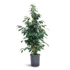 Ficus Benjamina Danielle - Weeping Fig - HydroCare -HousePlants Shop Ficus benjamina Danielle Weeping Fig Hydroculture 18 19x100cm