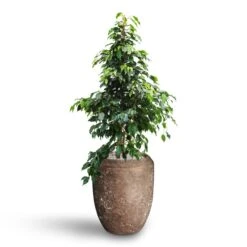 Polystone Coated Plain Coppa Planter - Rock -HousePlants Shop Ficus benjamina Danielle Weeping Fig Hydroculture Polystone Coated Plain Coppa Planter Rock