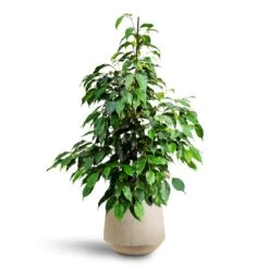 Ficus Benjamina Danielle - Weeping Fig - HydroCare -HousePlants Shop Ficus benjamina Danielle Weeping Fig Hydroculture Raindrop Tube Round Planter Stone