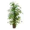 Ficus Benjamina - HydroCare -HousePlants Shop Ficus benjamina Hydro 18 19x120 1