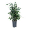 Ficus Benjamina Danielle - Weeping Fig - HydroCare 1 Ficus Benjamina Danielle - Weeping Fig - HydroCare -HousePlants Shop Ficus benjamina HydroCare 81d774b3 72a2 43f5 bd31 df82917f0d69