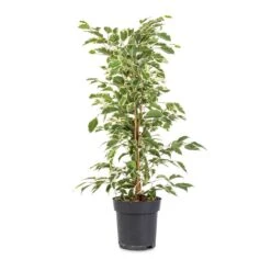 Ficus Benjamina Twilight - Weeping Fig - Branched -HousePlants Shop Ficus benjamina Twilight Weeping Fig Branched 14x55cm