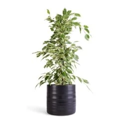 Ficus Benjamina Twilight - Weeping Fig - Branched -HousePlants Shop Ficus benjamina Twilight Weeping Fig Branched 14x55cm Hadleigh Plant Pot Charcoal 17x15cm