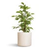 Ficus Benjamina Twilight - Weeping Fig - Branched 1 Ficus Benjamina Twilight - Weeping Fig - Branched -HousePlants Shop Ficus benjamina Twilight Weeping Fig Branched 14x55cm Lazzaro Plant Pot Linen Effect 18x16cm 62b2e2c2 b6ec 4cde b7cb abd4a7bb6736