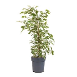 Ficus Benjamina Twilight - Weeping Fig - Branched -HousePlants Shop Ficus benjamina Twilight Weeping Fig Branched 17x70cm