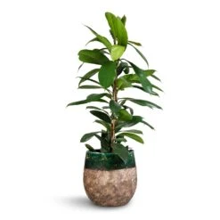 Lindy Plant Pot - Black Green -HousePlants Shop Ficus cyathistipula African Fig 21x90cm Lindy Plant Pot Black Green 23x20cm 2