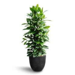 Ficus Cyathistipula - HydroCare -HousePlants Shop Ficus cyathistipula African Fig Bola Artstone Plant Pot Black