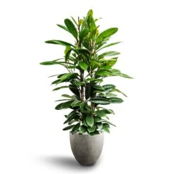 Ficus Cyathistipula - HydroCare -HousePlants Shop Ficus cyathistipula African Fig Grigio Egg Pot Planter Natural Concrete