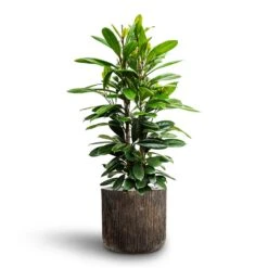 Ficus Cyathistipula - HydroCare -HousePlants Shop Ficus cyathistipula African Fig Luxe Lite Waterfall Cylinder Planter Bronze