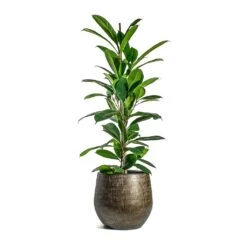Ryan Plant Pot - Shiny Gold -HousePlants Shop Ficus cyathistipula African Fig Ryan Plant Pot Shiny Gold cc032f17 2bf2 4928 9436 c5a000b1f591