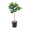 Ficus Cyathistipula - African Fig - Straight Stem -HousePlants Shop Ficus cyathistipula African Fig Straight Stem 30x150cm