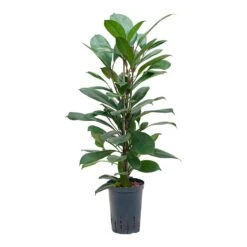 Ficus Cyathistipula - HydroCare -HousePlants Shop Ficus cyathistipula Hydroculture 15 19x80cm
