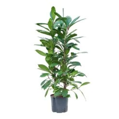 Ficus Cyathistipula - HydroCare -HousePlants Shop Ficus cyathistipula Hydroculture 22 19x120cm