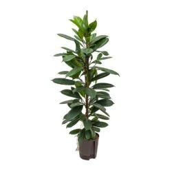Ficus Cyathistipula - HydroCare