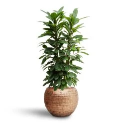 Ficus Cyathistipula - HydroCare -HousePlants Shop Ficus cyathistipula Hydroculture Opus Hammered Globe Planter Gold