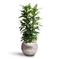 Ficus Cyathistipula - HydroCare -HousePlants Shop Ficus cyathistipula Hydroculture Opus Hammered Globe Planter Silver