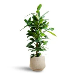 Raindrop Tube Round Planter - Stone -HousePlants Shop Ficus cyathistipula Hydroculture Raindrop Tube Round Planter Stone a133db33 85d8 4185 a455 6ec0ff426b96