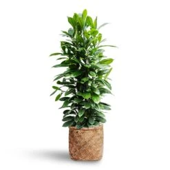 Zayn Bamboo Planter -HousePlants Shop Ficus cyathistipula Hydroculture Zayn Bamboo Planter 7de41e21 c05b 47ee ad08 ac6ff41adf3b