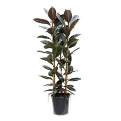 Ficus Elastica Abidjan - Burgundy Rubber Plant -HousePlants Shop Ficus elastica Abidjan 35x185cm