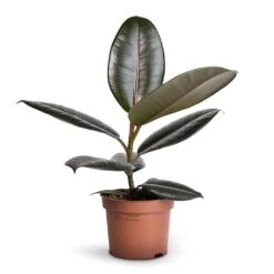 Ficus Elastica Abidjan - Burgundy Rubber Plant -HousePlants Shop Ficus elastica Abidjan Burgundy Rubber Plant 12x35cm 1