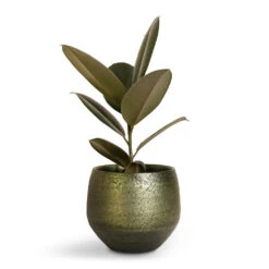 Noor Plant Pot - Velvet Green -HousePlants Shop Ficus elastica Abidjan Burgundy Rubber Plant 14x35cm Noor Plant Pot Velvet Green 19x16cm