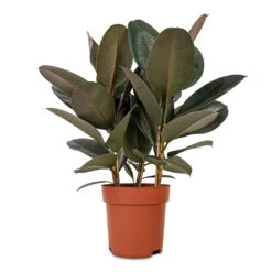 Ficus Elastica Abidjan - Burgundy Rubber Plant -HousePlants Shop Ficus elastica Abidjan Burgundy Rubber Plant 24x80cm